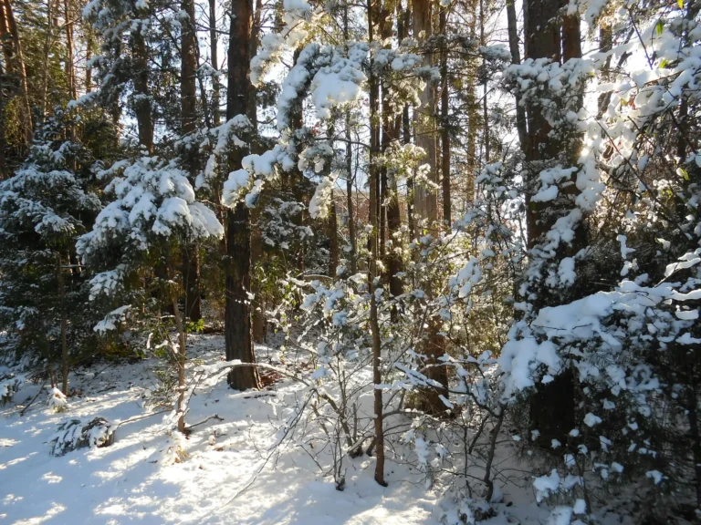 snow-covered tree branches